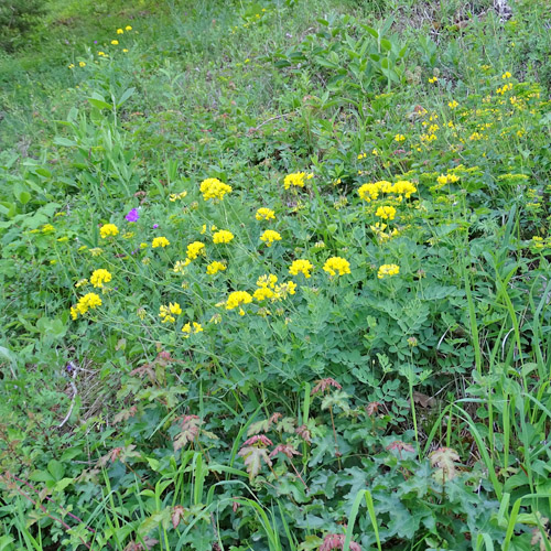 Berg-Kronwicke / Coronilla coronata