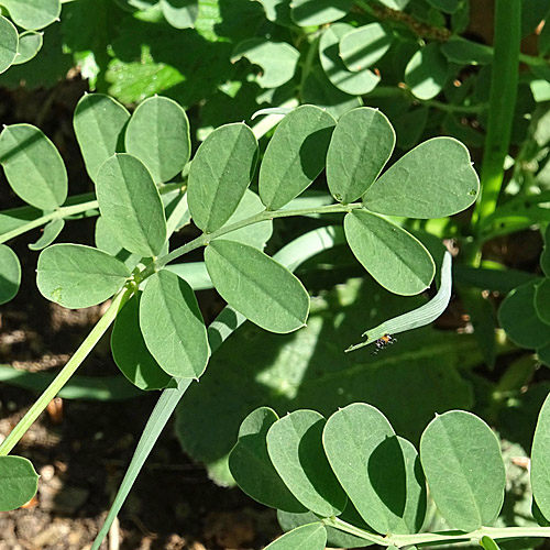 Berg-Kronwicke / Coronilla coronata