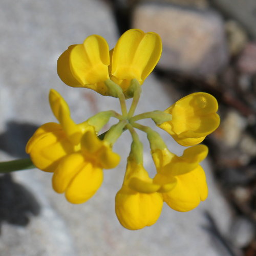 Kleine Kronwicke / Coronilla minima