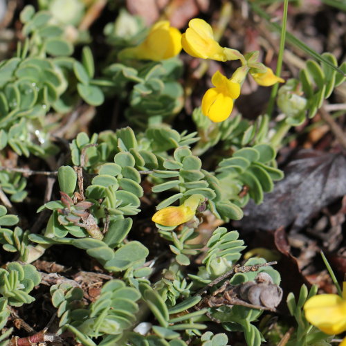 Kleine Kronwicke / Coronilla minima