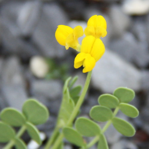 Scheiden-Kronwicke / Coronilla vaginalis