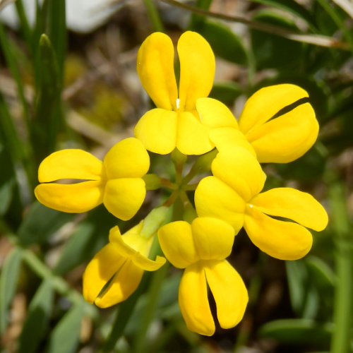 Scheiden-Kronwicke / Coronilla vaginalis