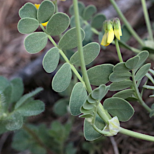 Scheiden-Kronwicke / Coronilla vaginalis