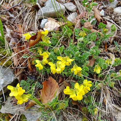 Scheiden-Kronwicke / Coronilla vaginalis