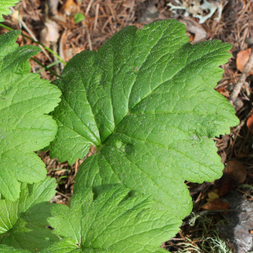 Heilglöckchen / Cortusa matthioli