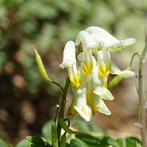 Blassgelber Lerchensporn / Corydalis alba