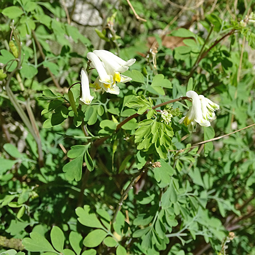 Blassgelber Lerchensporn / Corydalis alba