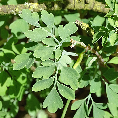 Blassgelber Lerchensporn / Corydalis alba