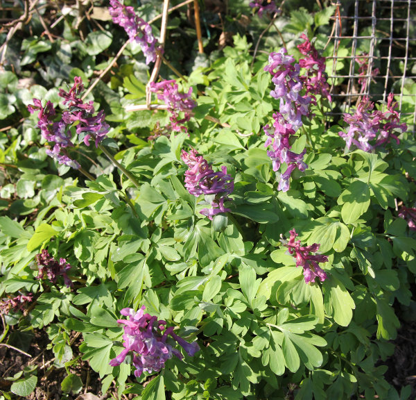 Hohlknolliger Lerchensporn / Corydalis cava