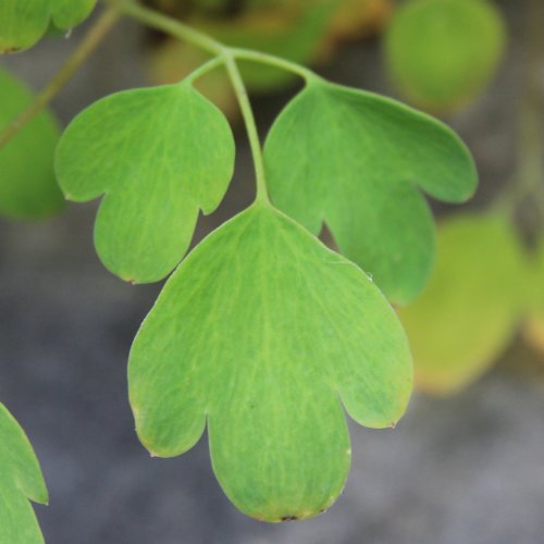 Gelber Lerchensporn / Corydalis lutea