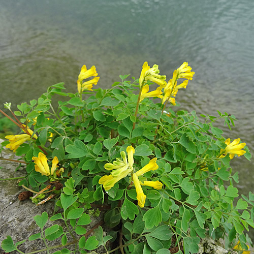 Gelber Lerchensporn / Corydalis lutea