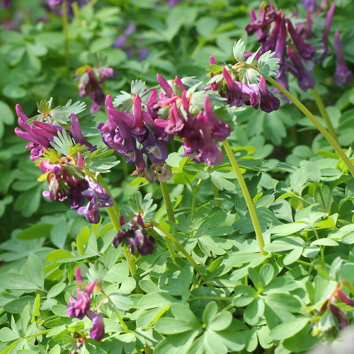 Festknolliger Lerchensporn / Corydalis solida