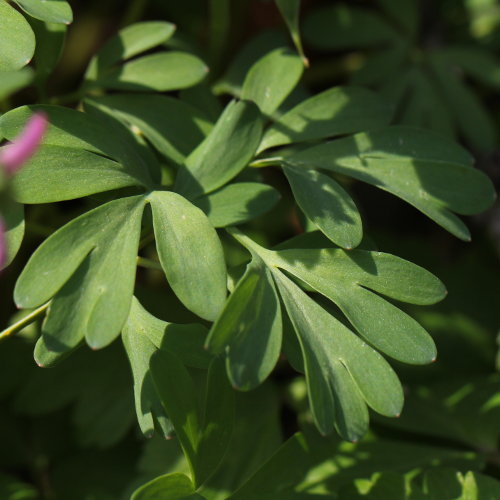 Festknolliger Lerchensporn / Corydalis solida