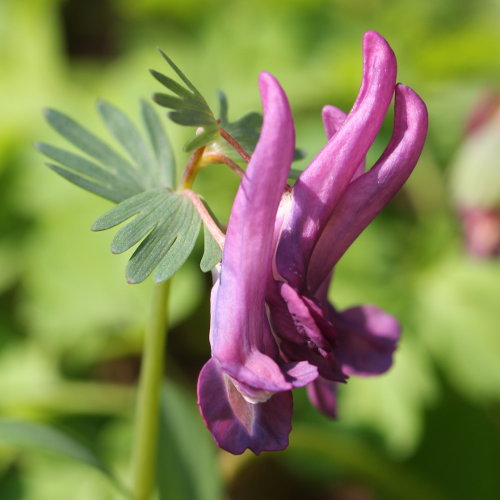 Festknolliger Lerchensporn / Corydalis solida