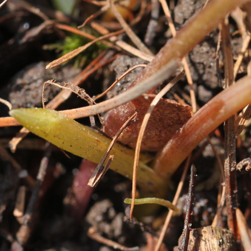 Festknolliger Lerchensporn / Corydalis solida