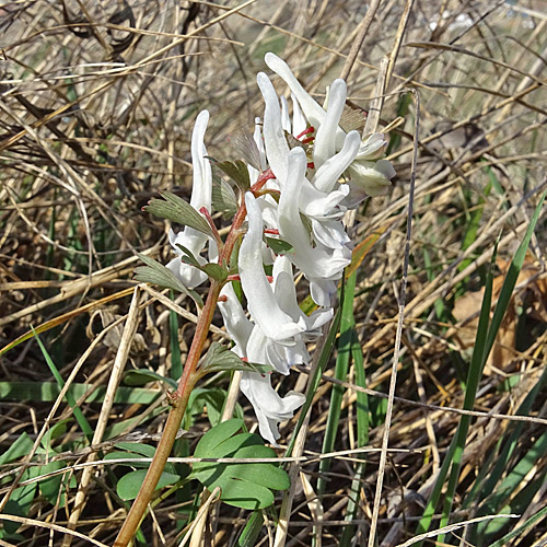 Festknolliger Lerchensporn / Corydalis solida