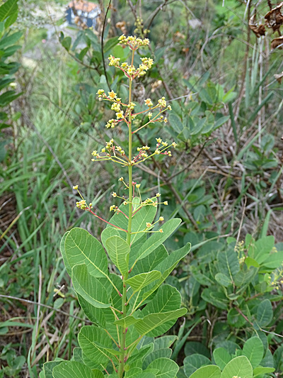 Perückenstrauch / Cotinus coggygria