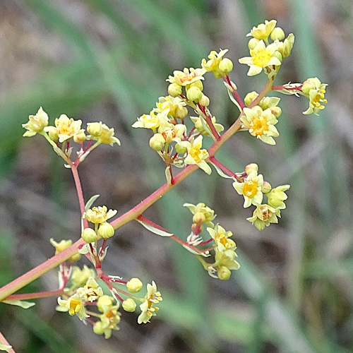 Perückenstrauch / Cotinus coggygria