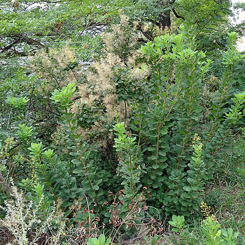 Perückenstrauch / Cotinus coggygria