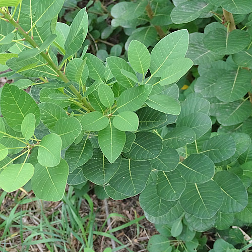 Perückenstrauch / Cotinus coggygria