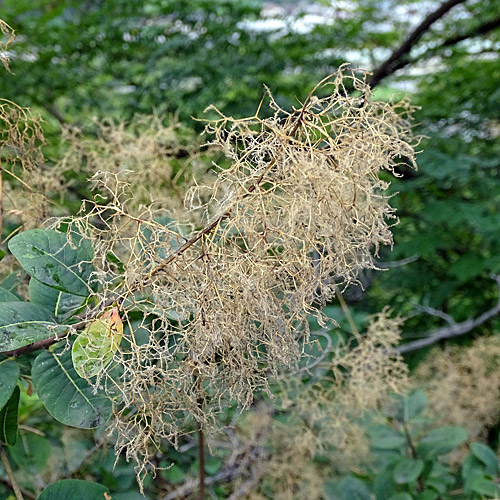 Perückenstrauch / Cotinus coggygria