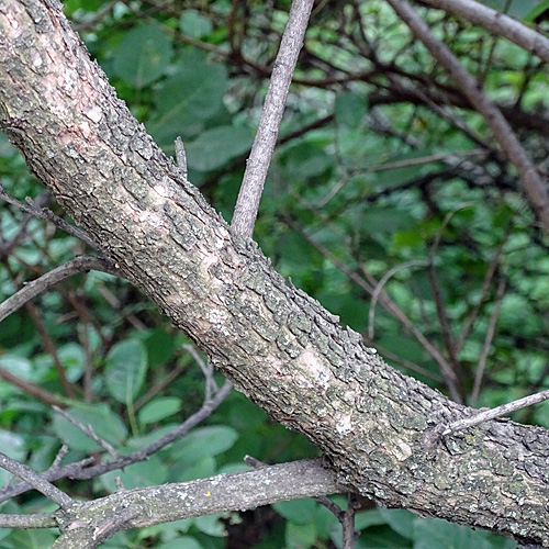 Perückenstrauch / Cotinus coggygria