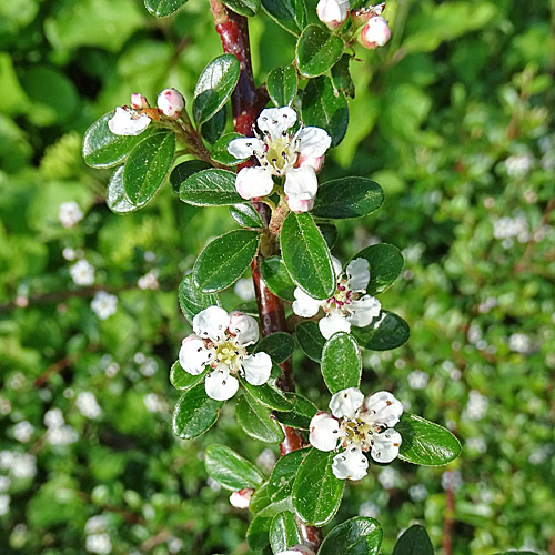 Teppich-Steinmispel / Cotoneaster dammeri