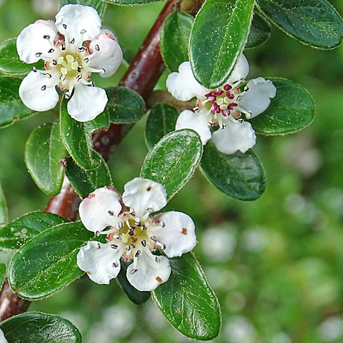 Teppich-Steinmispel / Cotoneaster dammeri