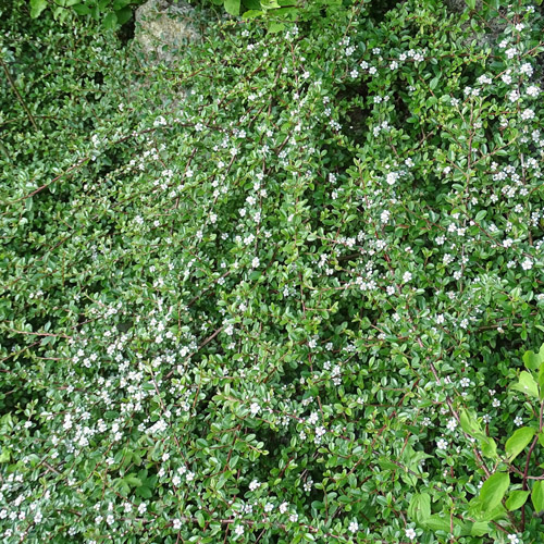 Teppich-Steinmispel / Cotoneaster dammeri