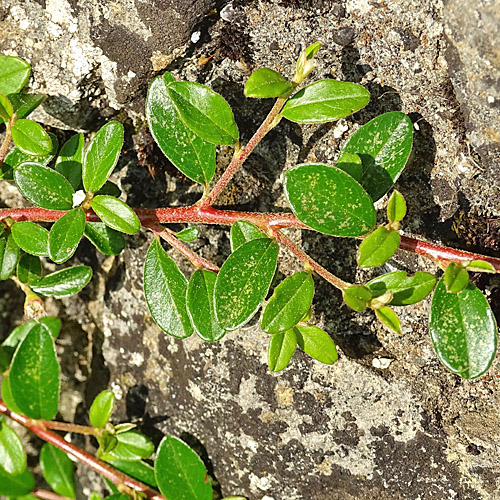 Teppich-Steinmispel / Cotoneaster dammeri