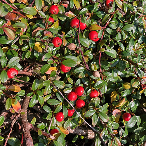 Teppich-Steinmispel / Cotoneaster dammeri