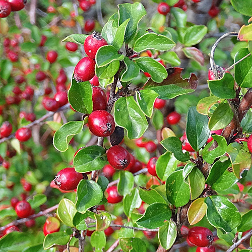 Korallenstrauch / Cotoneaster horizontalis