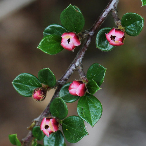 Korallenstrauch / Cotoneaster horizontalis