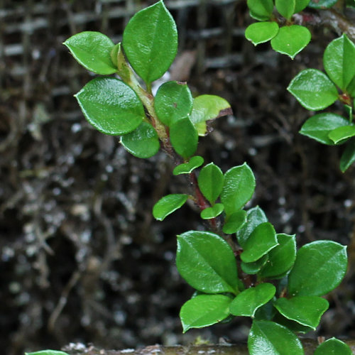 Korallenstrauch / Cotoneaster horizontalis