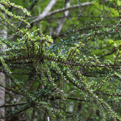 Korallenstrauch / Cotoneaster horizontalis