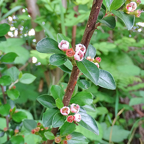 Korallenstrauch / Cotoneaster horizontalis