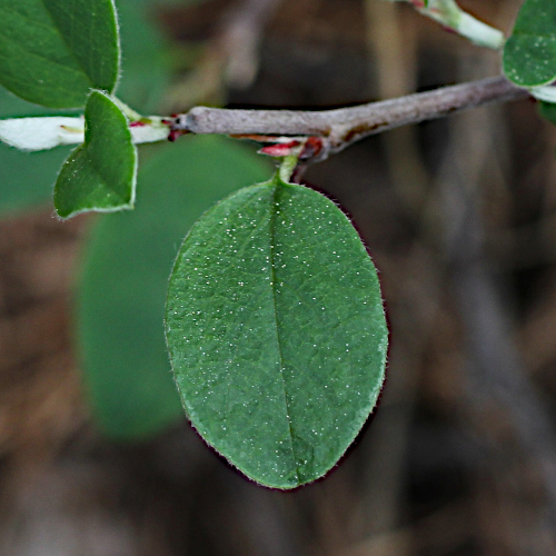 Kahle Steinmispel / Cotoneaster integerrimus