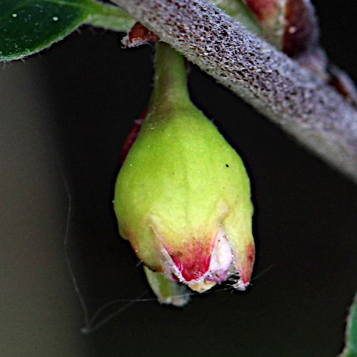 Kahle Steinmispel / Cotoneaster integerrimus