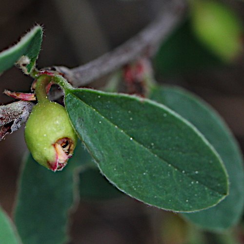 Kahle Steinmispel / Cotoneaster integerrimus