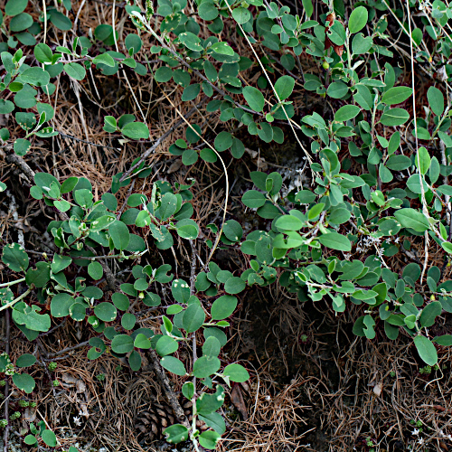Kahle Steinmispel / Cotoneaster integerrimus