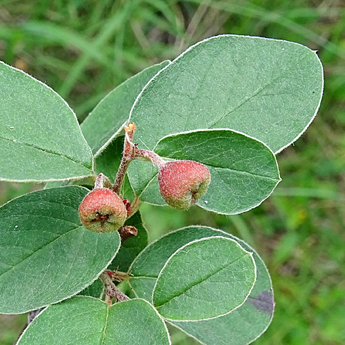 Filzige Steinmispel / Cotoneaster tomentosus