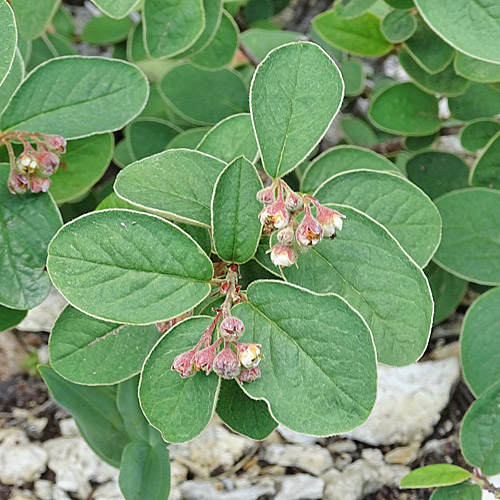 Filzige Steinmispel / Cotoneaster tomentosus