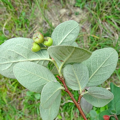 Filzige Steinmispel / Cotoneaster tomentosus