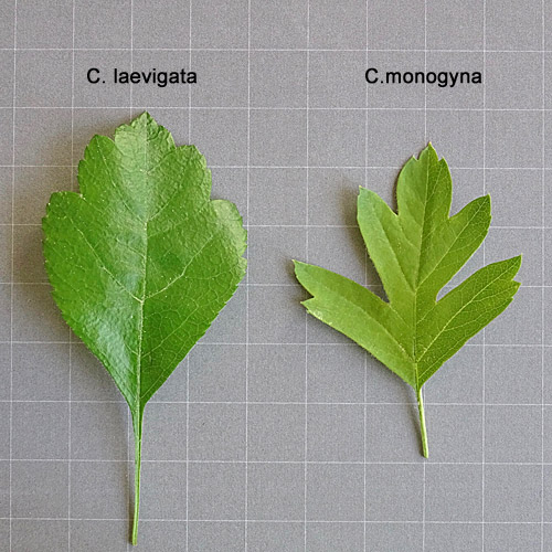 Zweigriffeliger Weissdorn / Crataegus laevigata