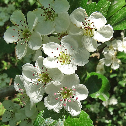 Zweigriffeliger Weissdorn / Crataegus laevigata