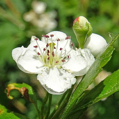 Zweigriffeliger Weissdorn / Crataegus laevigata