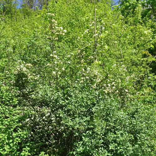 Zweigriffeliger Weissdorn / Crataegus laevigata