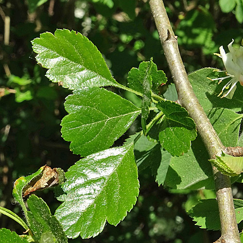 Zweigriffeliger Weissdorn / Crataegus laevigata