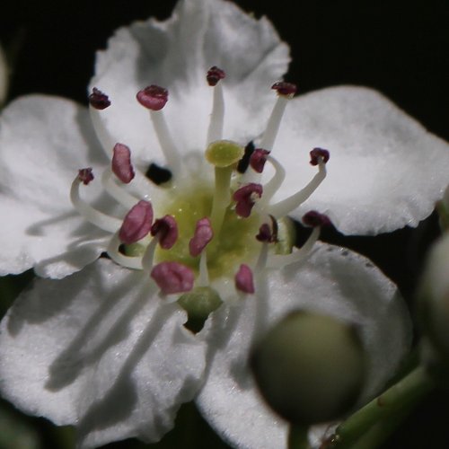 Eingriffeliger Weissdorn / Crataegus monogyna