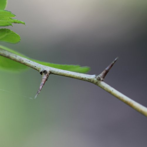 Eingriffeliger Weissdorn / Crataegus monogyna